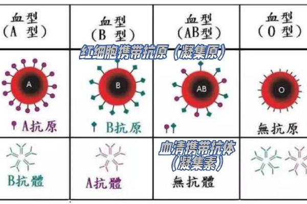 血型A基因是什么,AB型血基因型i