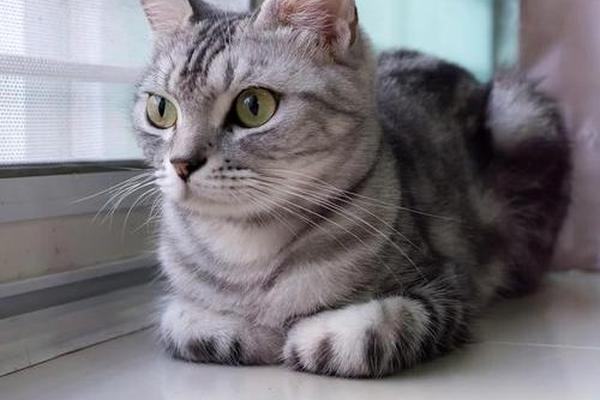 美短血型a型;美短混血猫是什么样子的 美短血型a型;美短混血猫是什么样子的