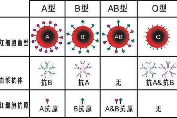 血型a抗a还是b AB血型抗a抗b是什么意思啊