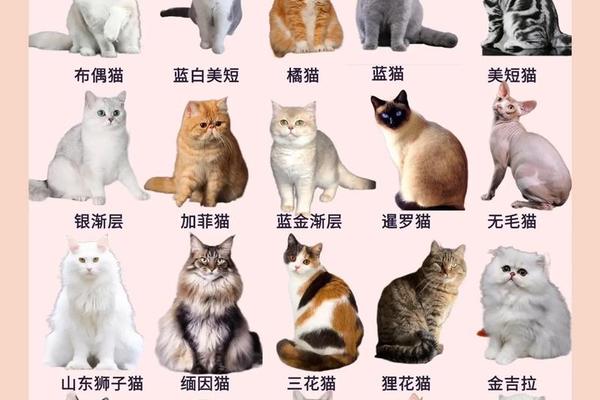 猫血型a、猫的血型一共有几种