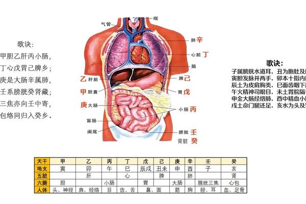 天干地支红球定位(天干地支对应身体部位)