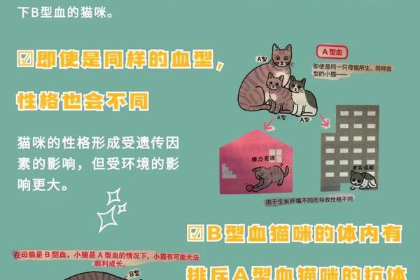 a血型b血型猫、什么血型的人智商最高