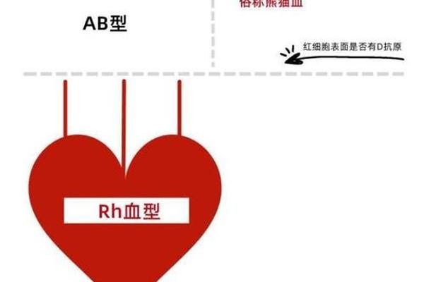 a ccdee什么血型;rh血型ccdee正常吗 a ccdee什么血型;rh血型ccdee正常吗