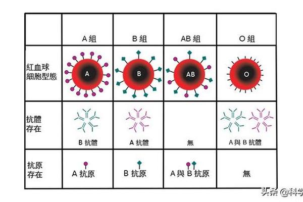 血型为a 性—熊猫血是什么血型