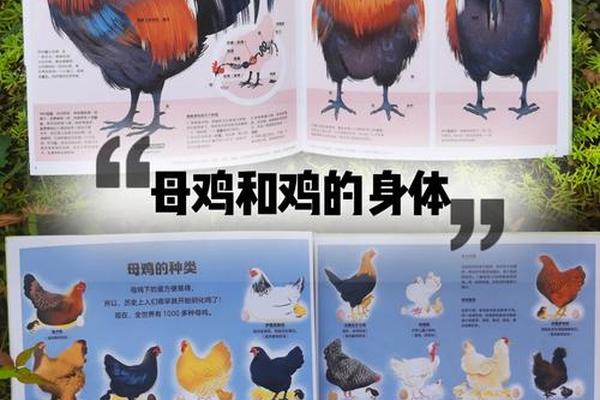 鸡在天干地支6 鸡的天干地支是什么