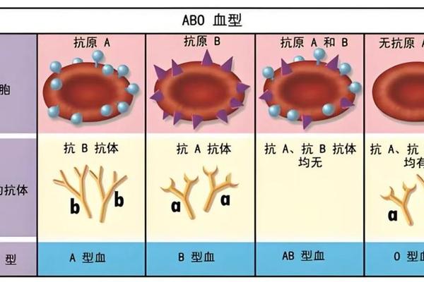 A血型有领导才能吗(心眼最坏的血型) A血型有领导才能吗(心眼最坏的血型)