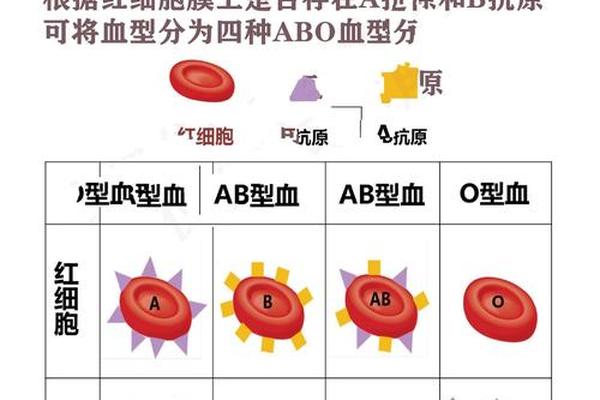 有a型抗原是什么血型—a型血是常见血型吗