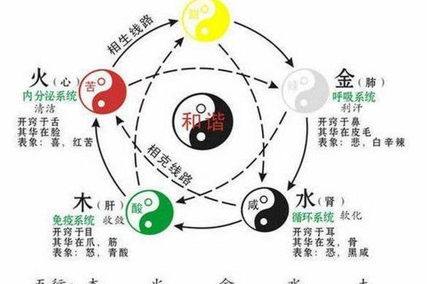 天干地支身体部位图-十二地支对应的身体部位