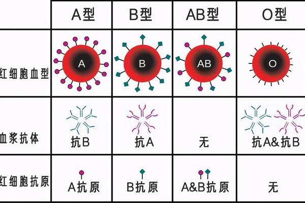 德国a血型比例;A型血占全国人口比例