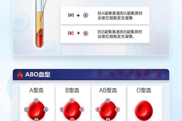 a血型与什么血型凝聚_A型血为什么叫危险血