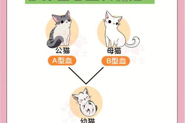正常猫血型是a 猫有几种血型