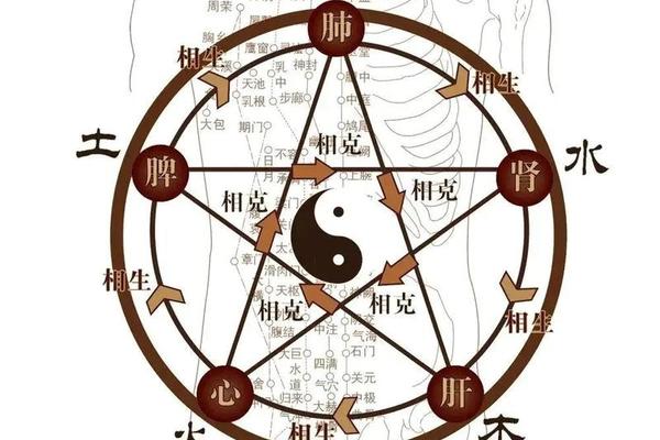 脾胃天干地支对应_十二地支配五脏六腑