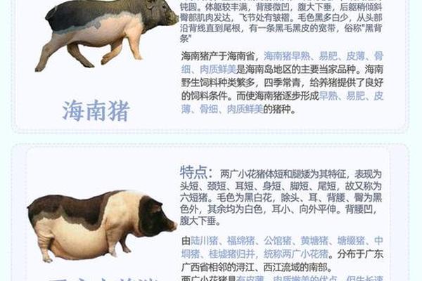 a血型的猪、猪的15种血型有哪些