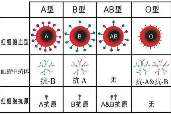 a、b、o血型;A和O血型