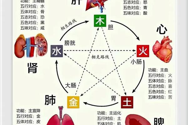 脏腑与天干地支、脏腑与天干地支的组成和功能特点