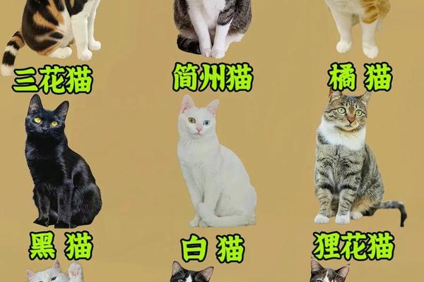 a血型的猫咪、中华田园猫都是A型血吗
