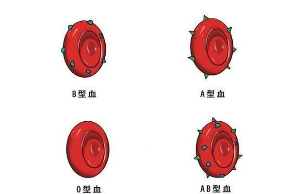 夫妇血型均为A型;夫妻血型一样都是A