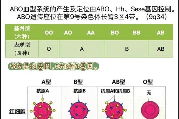 抗a抗体 a血型—有抗a抗体是什么血型