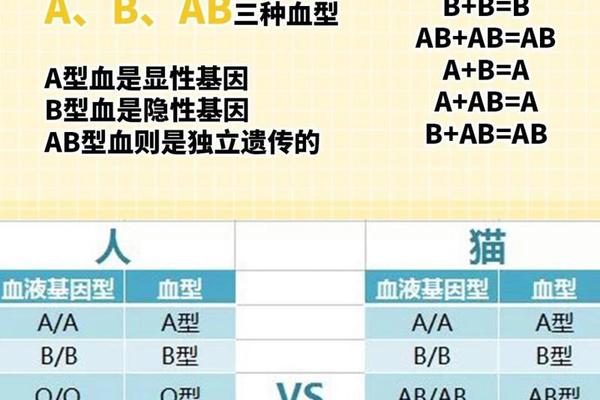 a血型的单糖-a亚型A1是什么血型