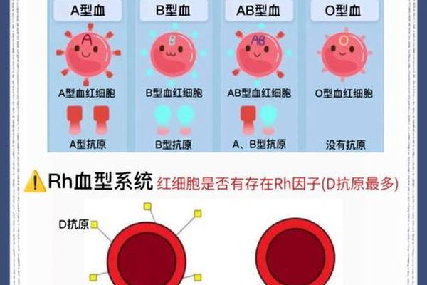 a b o血型aa;熊猫血是什么血型