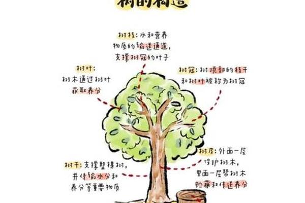树干树枝天干地支图,树干的结构示意图