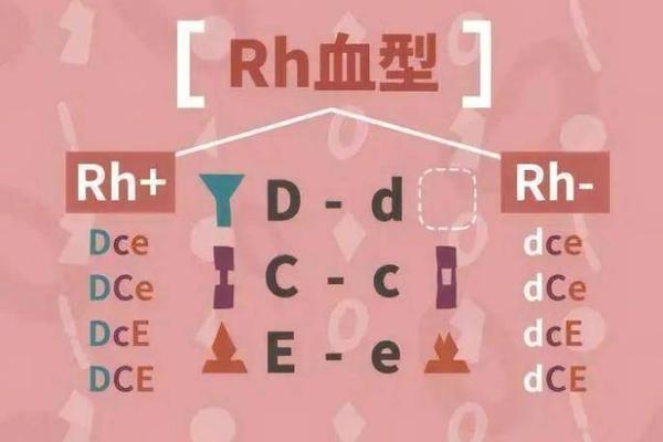 我是a血型英语 b型血用英语怎么说