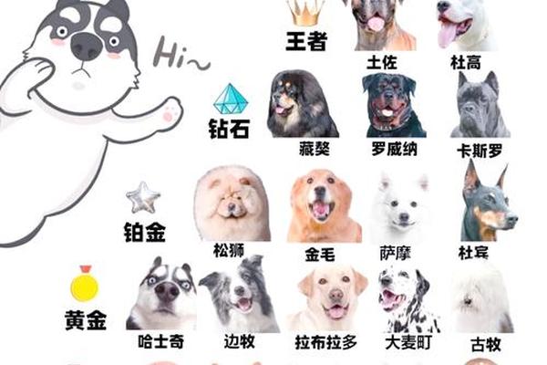 狗狗代表什么天干地支-狗对应的地支是什么