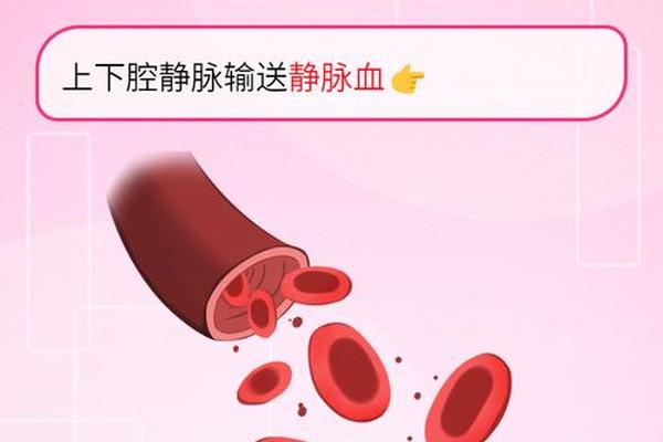 静脉a是什么血型;验血型是指血还是静脉血
