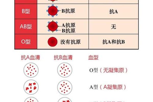 a抗血型 a型血是抗a还是抗b