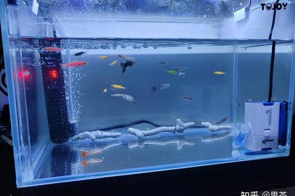 鱼缸风水学入门推荐知乎