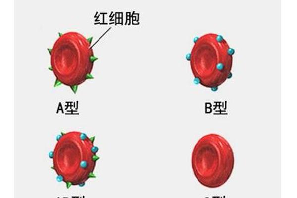 我a血型老公b血型宝宝是什么;妈a爸b血型孩子是啥血型 我a血型老公b血型宝宝是什么;妈a爸b血型孩子是啥血型