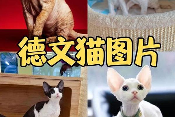 德文a血型公猫—什么猫都是A型血