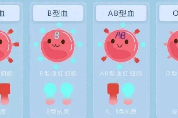 o血型a型,o型和a型会生什么血型
