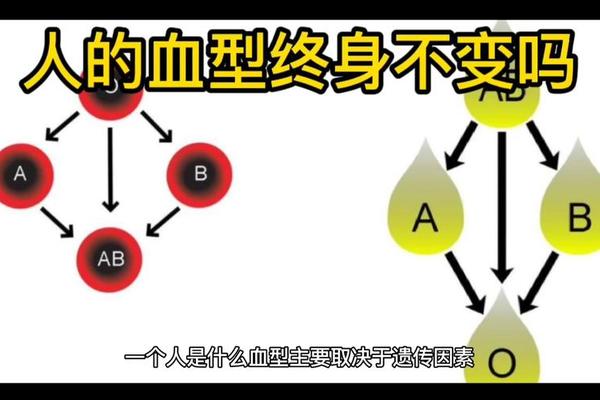 血型A女需要改变什么,人的血型会不会改变