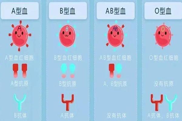 a血型胚胎(血型不合胚胎不着床)
