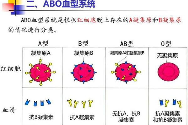 a血型凝集原;a血型与什么血清凝集