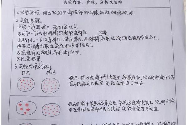 a血型的实验总结 血型的实验报告