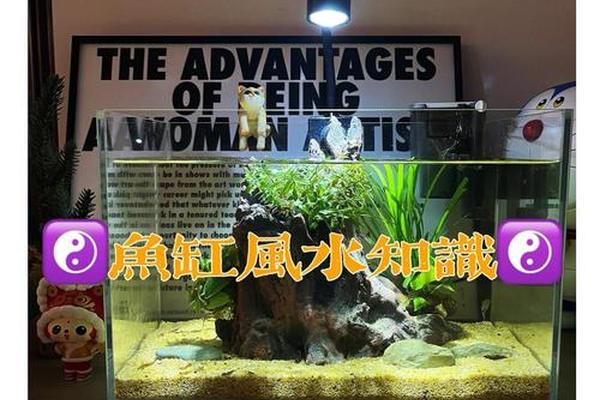 鱼缸风水学入门推荐知乎