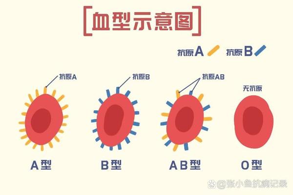 血型分类 a A型血包括几种类型