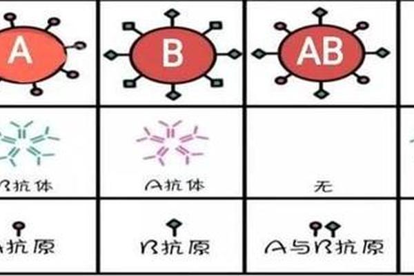 哪个血型只有A抗原,a抗原b抗体是什么血型