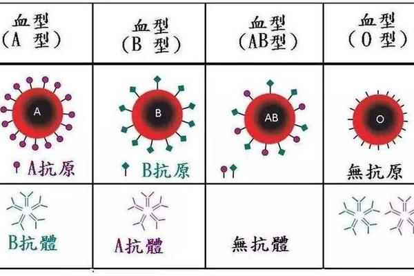 a血型对应的抗体-与抗a凝集是什么血型 a血型对应的抗体-与抗a凝集是什么血型
