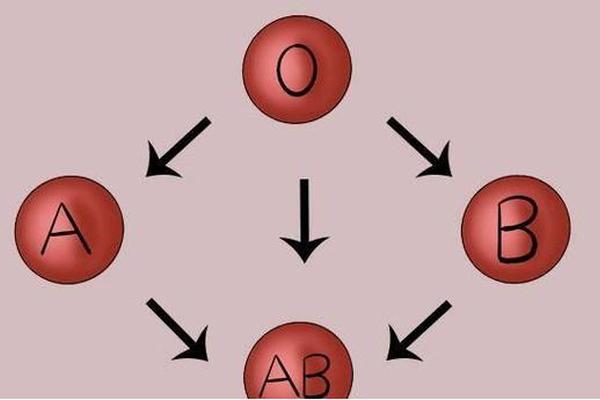 a血型b血型ab血型哪个最罕见;a b ab o血型哪个比较稀有