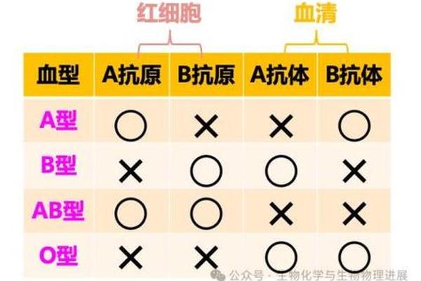 a血型的人能接受什么血型输血_A型可以给什么血型输血
