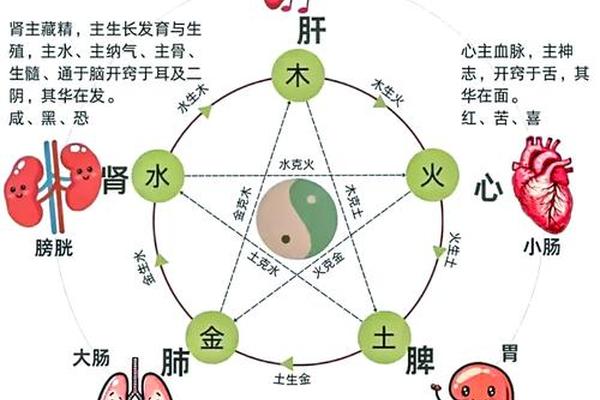 中医天干地支对应人体(天干地支对应人体脏腑表)