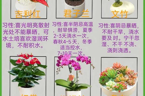 家庭养花风水学入门知识