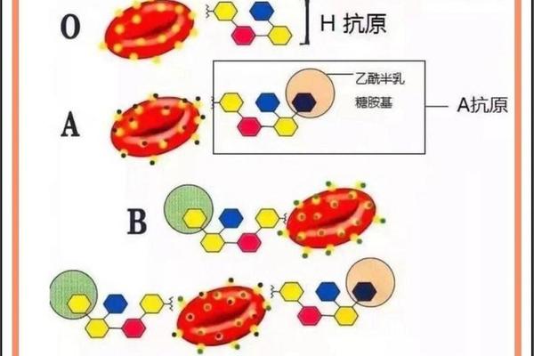 a 和b血型输血;abo血型及输血原理
