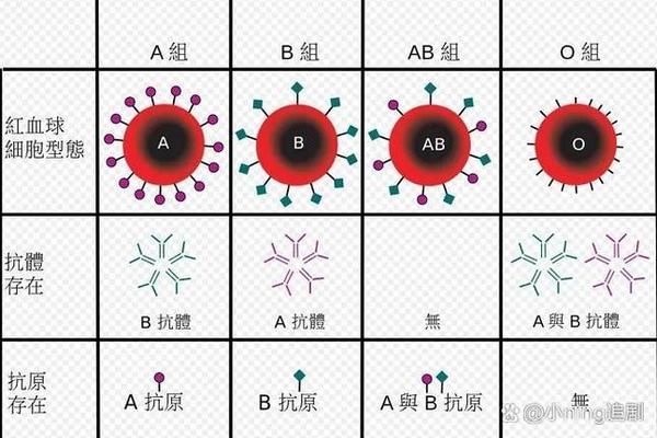子代ABO血型A型;RHD血型阳性和Rh阳性