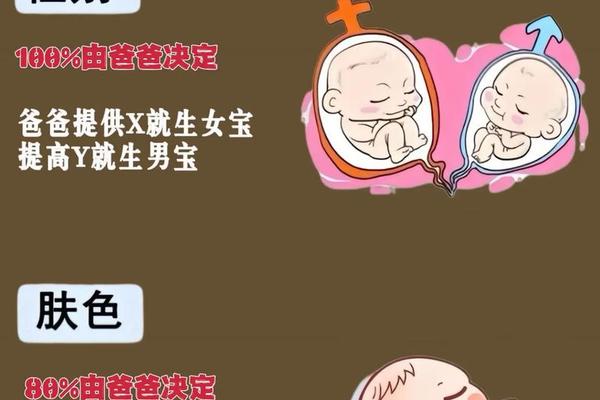 爸爸血型a孩子血型,ab型血为什么叫贵族血