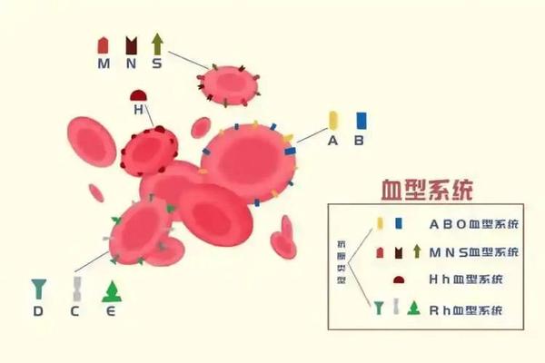 血型a型rh型(RH血型是A型还是O型)