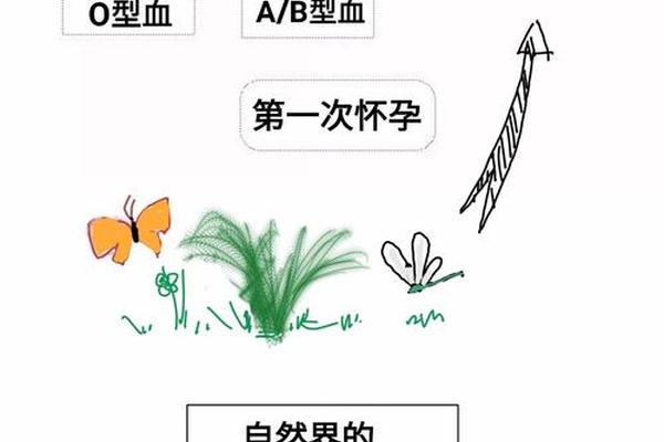 孕妈血型是a、溶血是取决于孕妈还是代妈的血型